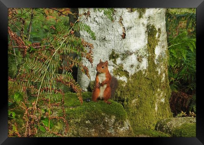 Cheeky Red Squirrel Framed Print by Pauline Raine