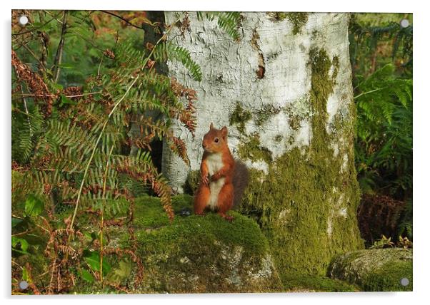 Cheeky Red Squirrel Acrylic by Pauline Raine
