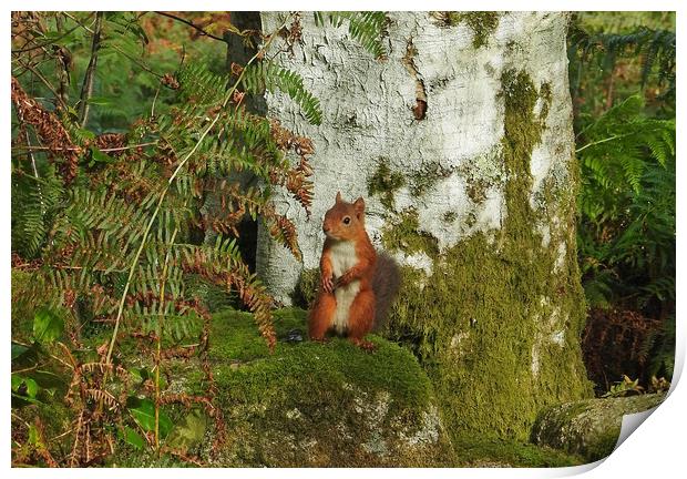 Cheeky Red Squirrel Print by Pauline Raine