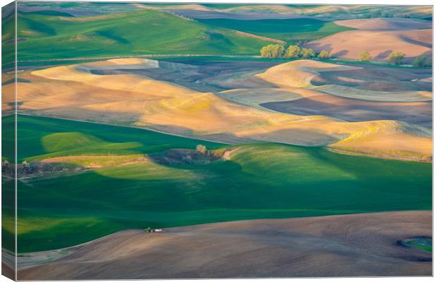 Painted Hills of Palouse, Southeastern Washington Canvas Print by David Roossien