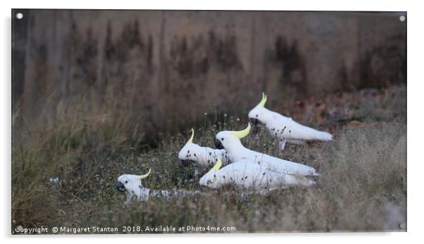 Five Cockatoos Feasting  Acrylic by Margaret Stanton