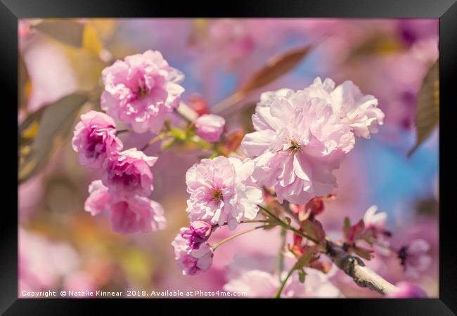 Spring Blossom Framed Print by Natalie Kinnear