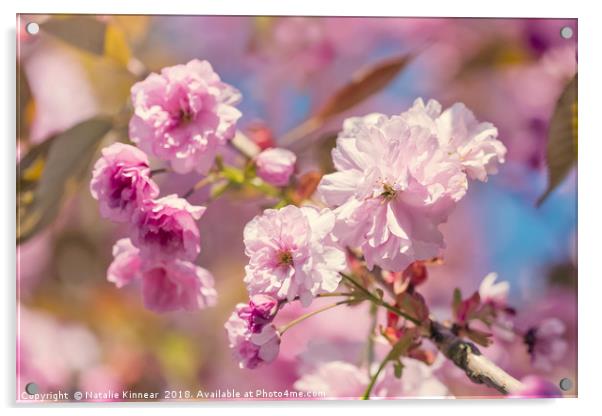 Spring Blossom Acrylic by Natalie Kinnear