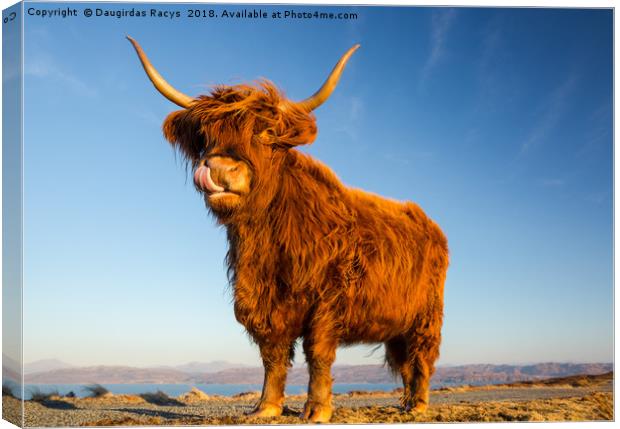 Scottish Highland Angus Cow Canvas Print by Daugirdas Racys