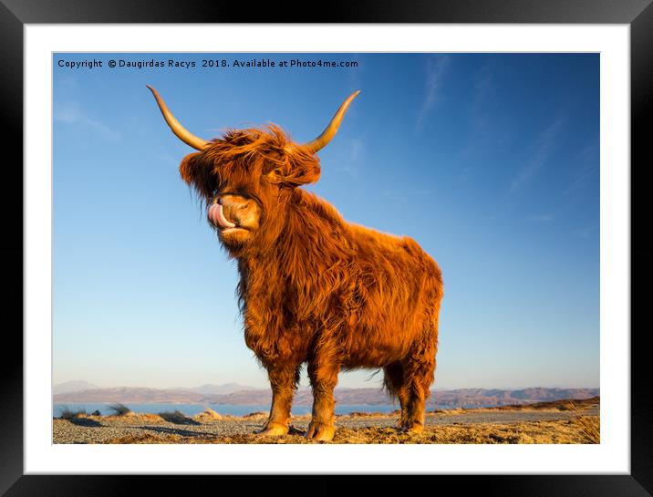 Scottish Highland Angus Cow Framed Mounted Print by Daugirdas Racys