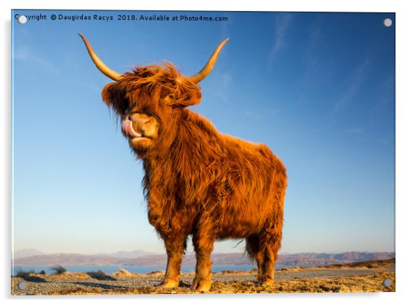 Scottish Highland Angus Cow Acrylic by Daugirdas Racys