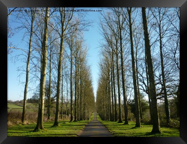 Umberslade drive, Tanworth in Arden, Warwickshire Framed Print by Stephen Carvell