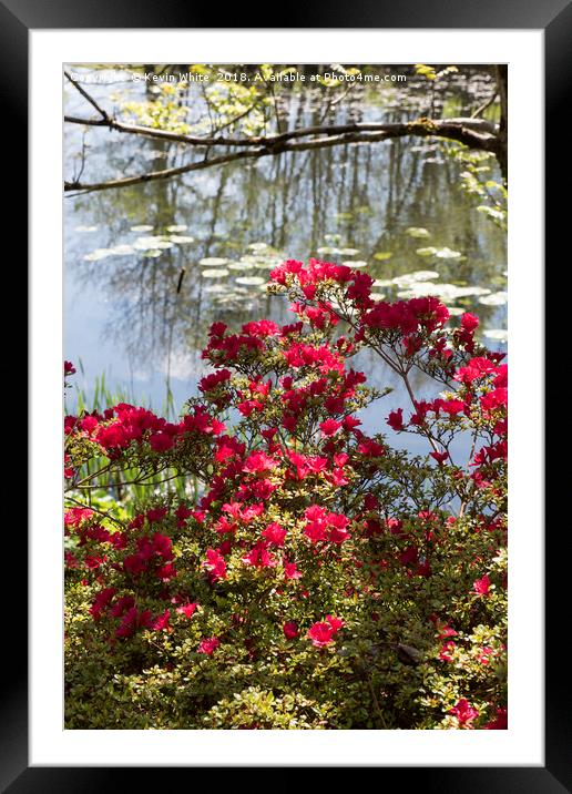 Summer of colour Framed Mounted Print by Kevin White