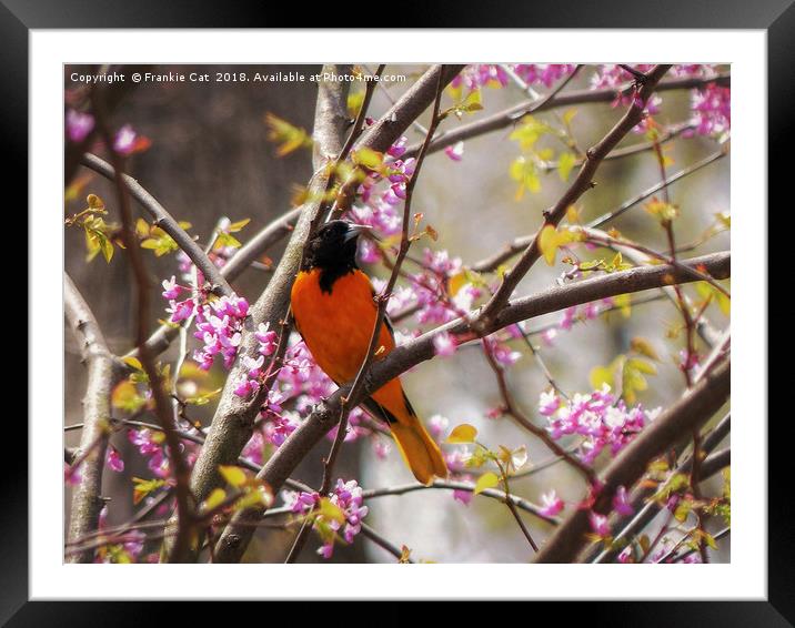 Baltimore Oriole Framed Mounted Print by Frankie Cat