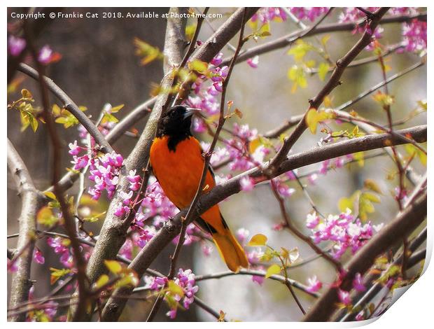 Baltimore Oriole Print by Frankie Cat