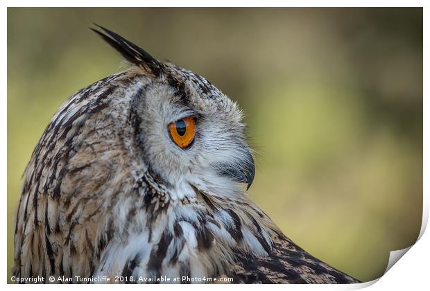 Eurasian eagle owl Print by Alan Tunnicliffe