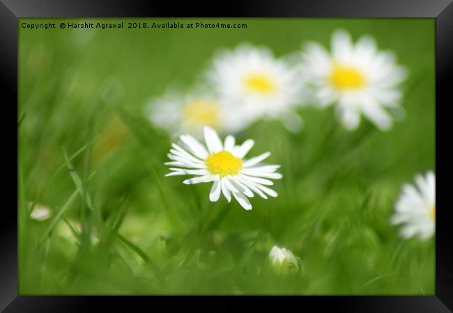 Daisy Framed Print by Harshit Agrawal