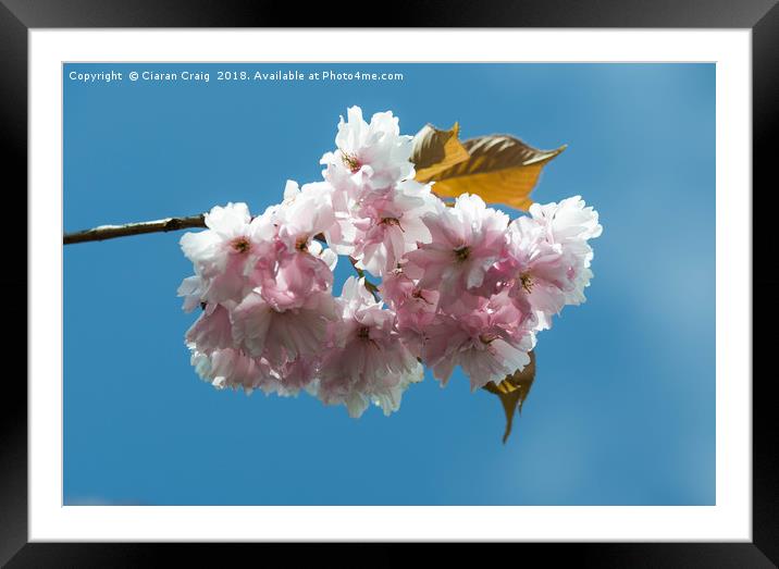 Cheery Blossom close Up  Framed Mounted Print by Ciaran Craig