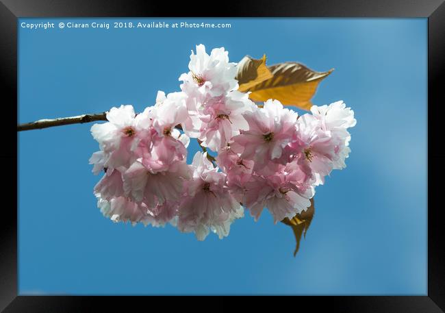 Cheery Blossom close Up  Framed Print by Ciaran Craig