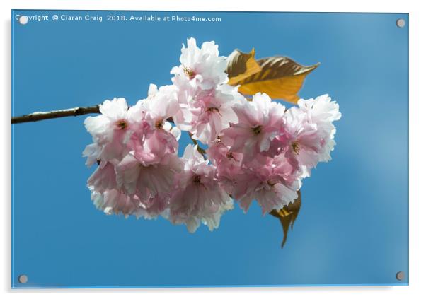 Cheery Blossom close Up  Acrylic by Ciaran Craig