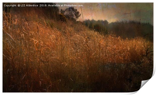 River Bank Reeds Print by LIZ Alderdice