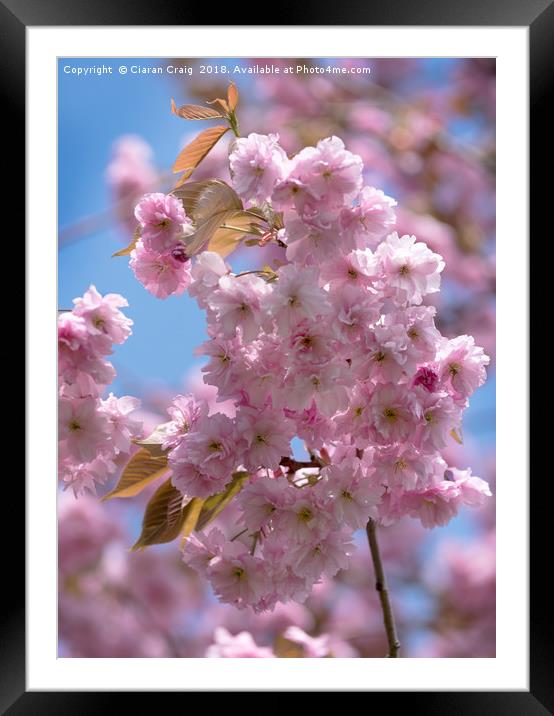 The Cheery Blossom in bloom Framed Mounted Print by Ciaran Craig
