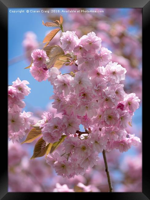 The Cheery Blossom in bloom Framed Print by Ciaran Craig