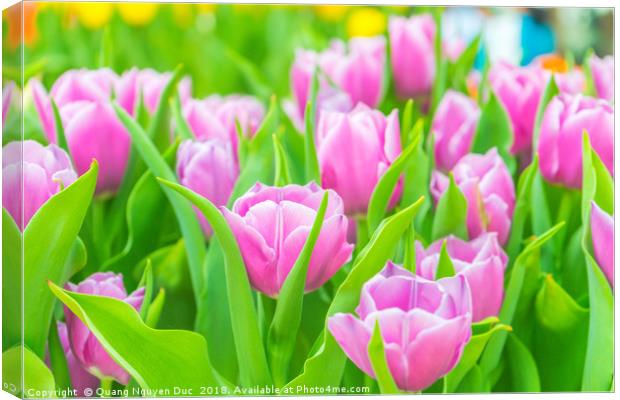 Beautiful tulips in Flower Dome, Singapore Canvas Print by Quang Nguyen Duc