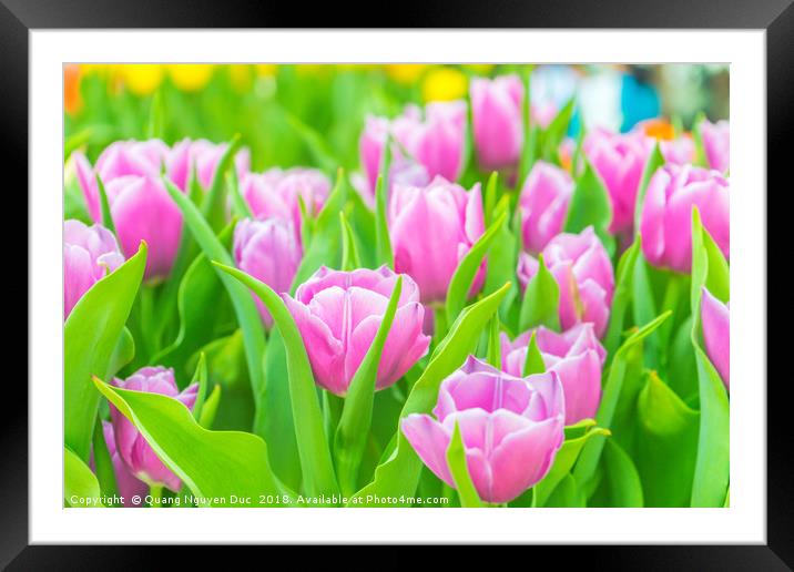 Beautiful tulips in Flower Dome, Singapore Framed Mounted Print by Quang Nguyen Duc