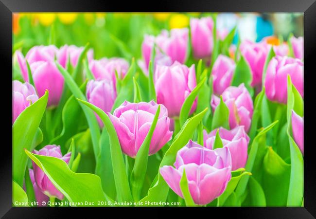 Beautiful tulips in Flower Dome, Singapore Framed Print by Quang Nguyen Duc