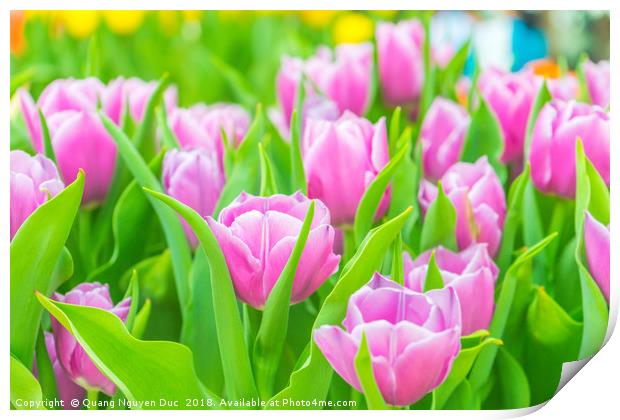 Beautiful tulips in Flower Dome, Singapore Print by Quang Nguyen Duc
