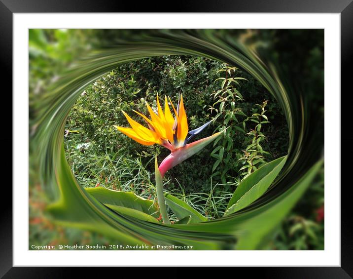 Bird of Paradise Flower Framed Mounted Print by Heather Goodwin