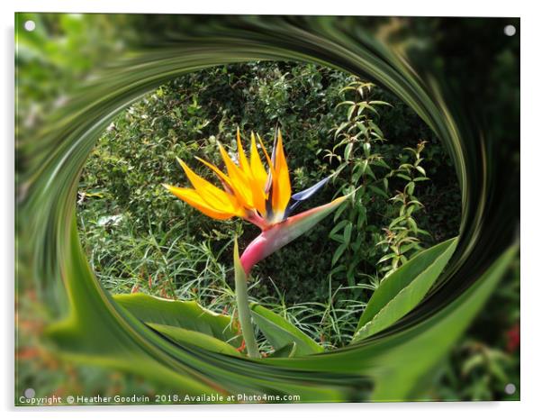 Bird of Paradise Flower Acrylic by Heather Goodwin
