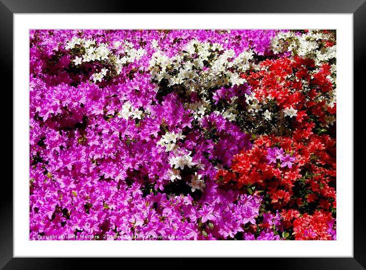            Colourful Azaleas                     Framed Mounted Print by Jane Metters