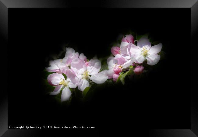 Apple Blossom on Black Canvas Framed Print by Jim Key
