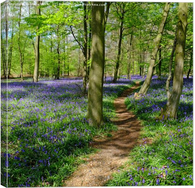 Pathway through the Bluebells Canvas Print by Diana Mower