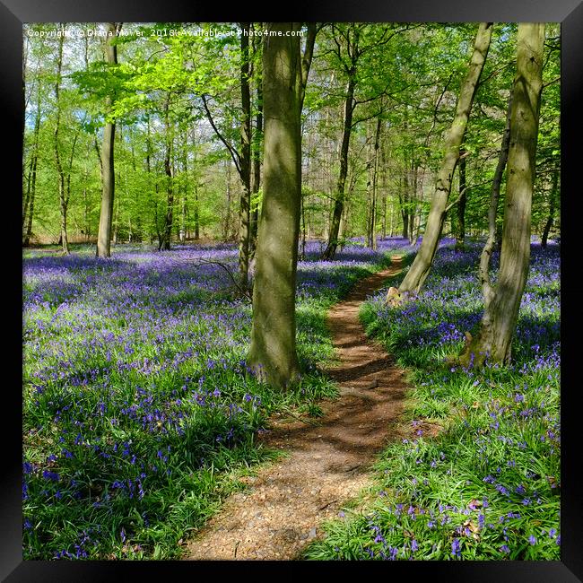 Pathway through the Bluebells Framed Print by Diana Mower