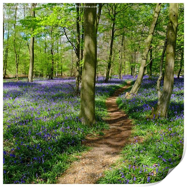 Pathway through the Bluebells Print by Diana Mower