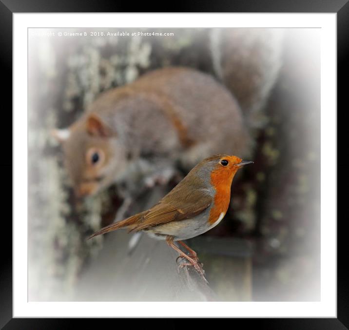 Robin with friend Framed Mounted Print by Graeme B