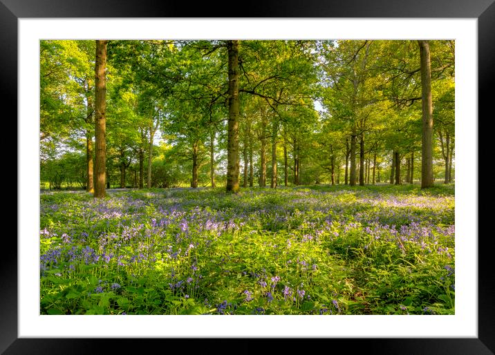 Spring Blue & Green Framed Mounted Print by Malcolm McHugh