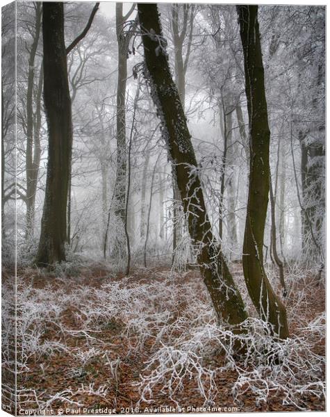 Trees in Hoar Frost Canvas Print by Paul F Prestidge