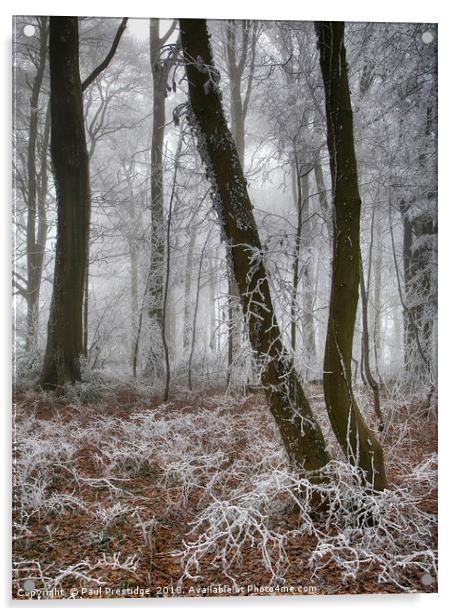 Trees in Hoar Frost Acrylic by Paul F Prestidge