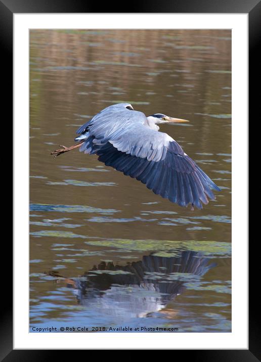 Grey Heron (Ardea cinerea) Framed Mounted Print by Rob Cole