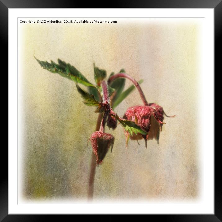 Water Avens Framed Mounted Print by LIZ Alderdice