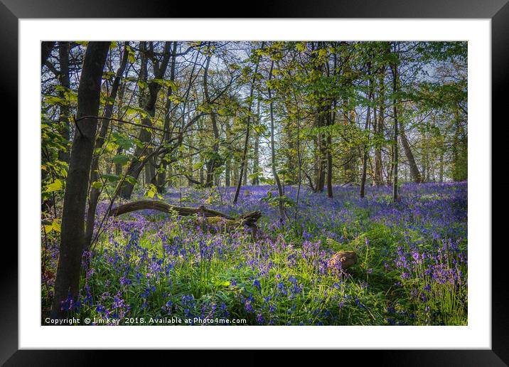 Bluebell Wood Framed Mounted Print by Jim Key
