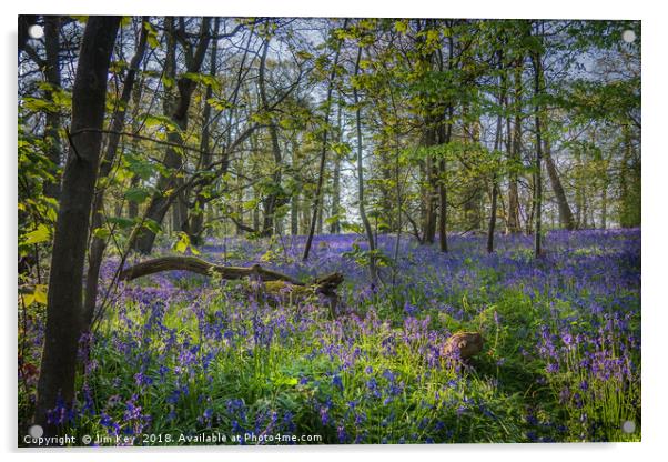 Bluebell Wood Acrylic by Jim Key