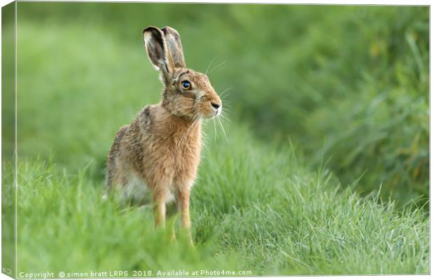 Beautiful Norfolk wild hare sat on grass Canvas Print by Simon Bratt LRPS