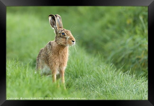 Beautiful Norfolk wild hare sat on grass Framed Print by Simon Bratt LRPS