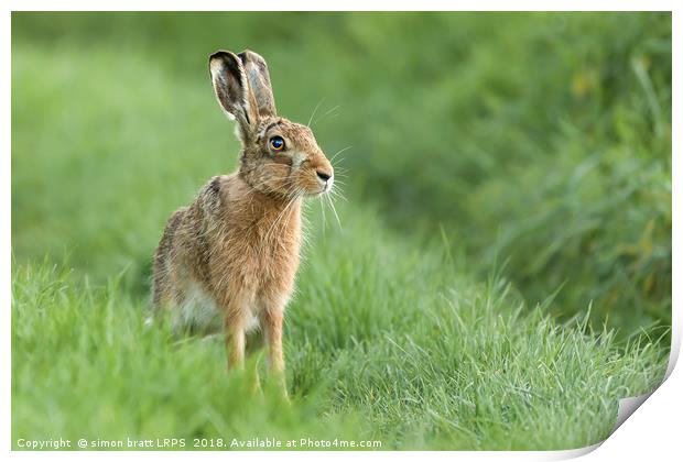Beautiful Norfolk wild hare sat on grass Print by Simon Bratt LRPS