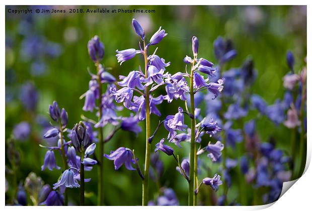 English Bluebells Print by Jim Jones