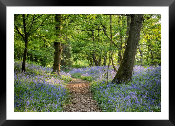 Sussex Bluebell Woods Framed Mounted Print by Phil Clements