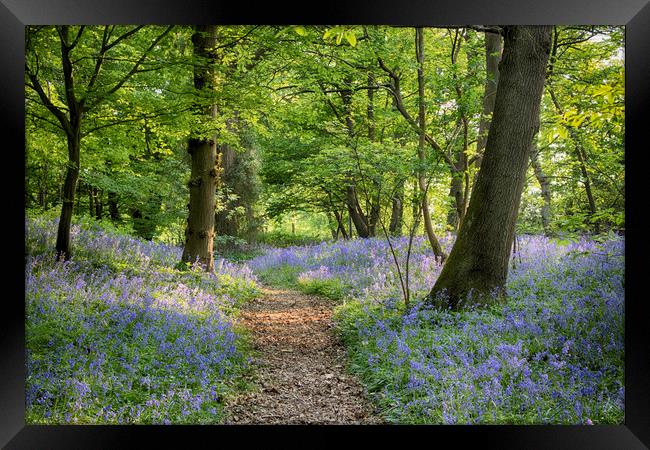 Sussex Bluebell Woods Framed Print by Phil Clements
