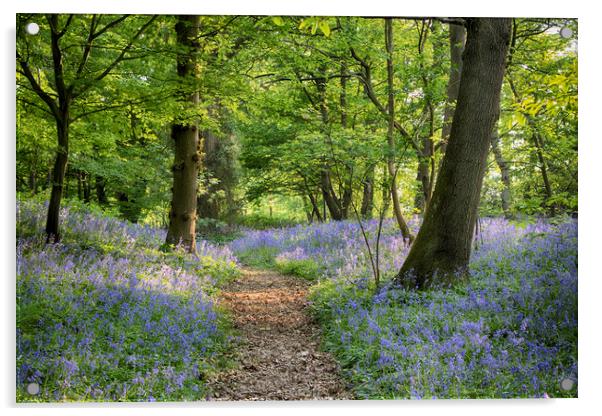 Sussex Bluebell Woods Acrylic by Phil Clements