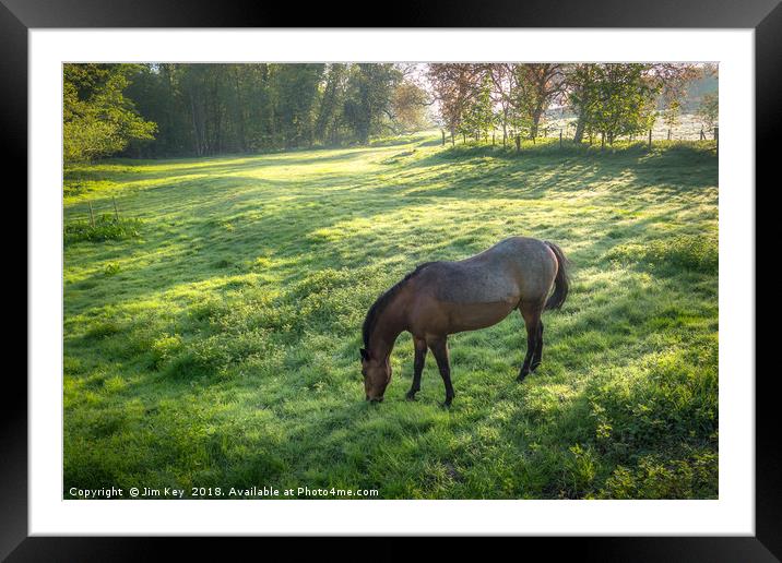 Dappled Sunlight and a Horse Grazing Framed Mounted Print by Jim Key