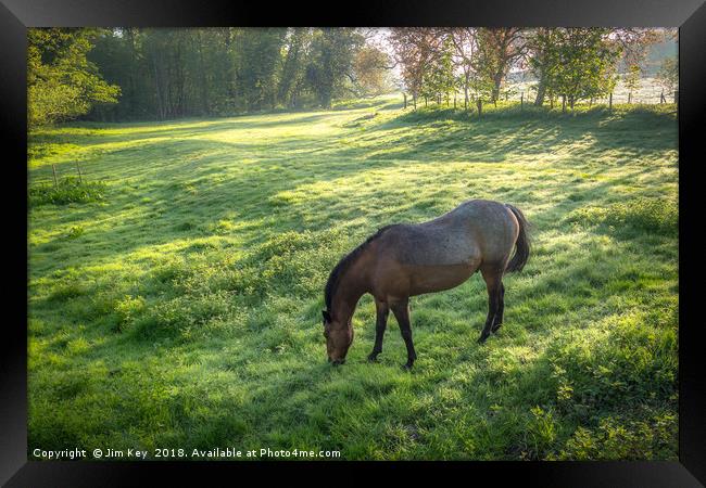 Dappled Sunlight and a Horse Grazing Framed Print by Jim Key